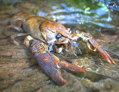 R-D Raczki Raczek Rak Relax oryginal USA kpl.5 szt Liczba sztuk 5 szt.