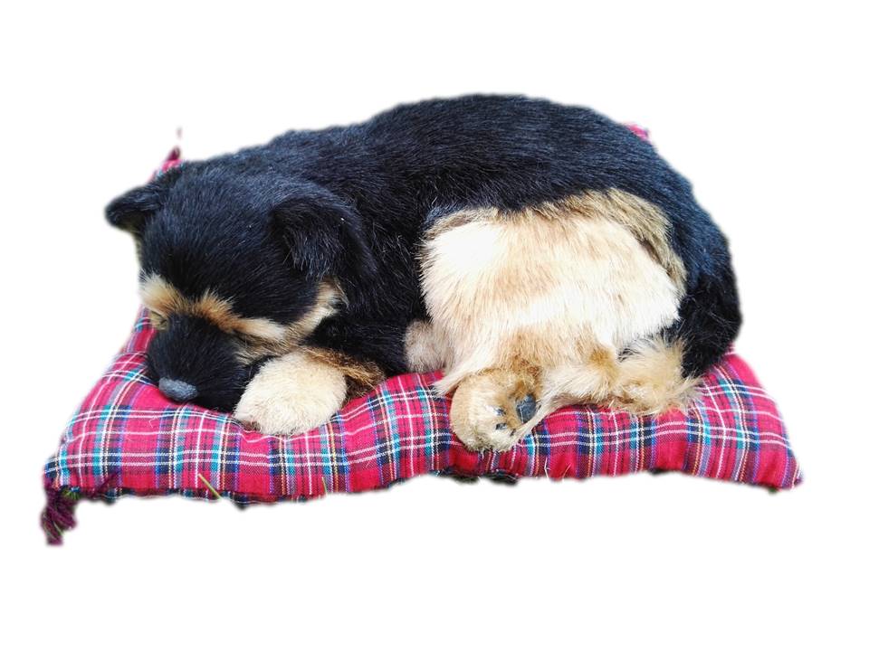 

Pies Śpiący Na Poduszce Piesek Średni Owczarek