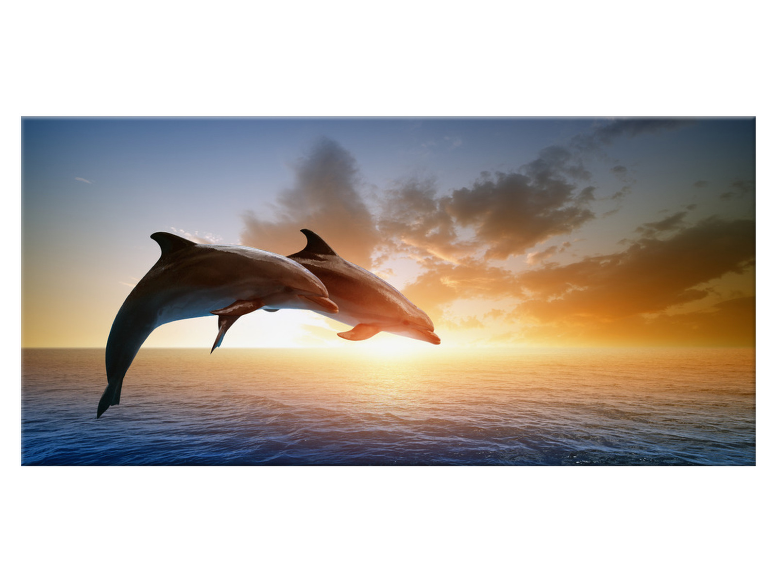 

Obraz Morze Delfiny 115x55 dolphins jumping