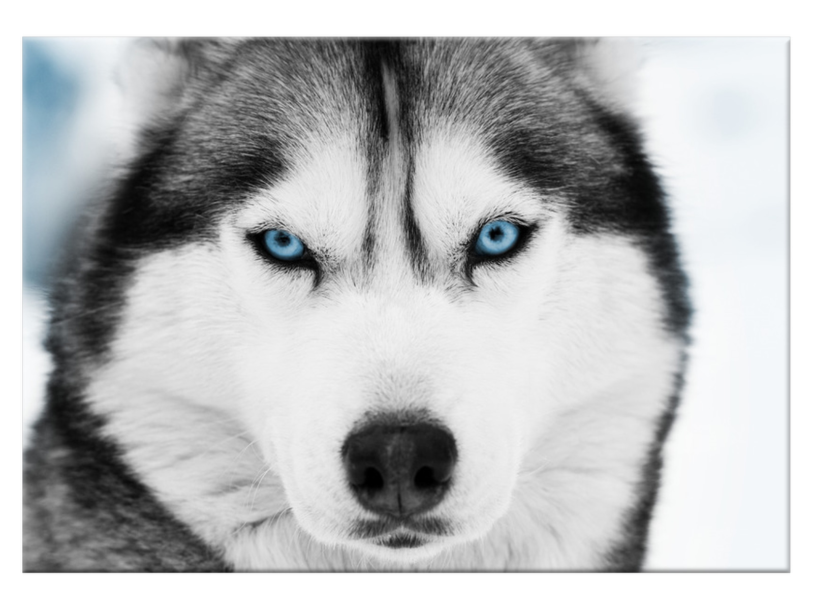 

Obraz Husky syberyjski 100x70 Zwierzęta 1338A_1Z