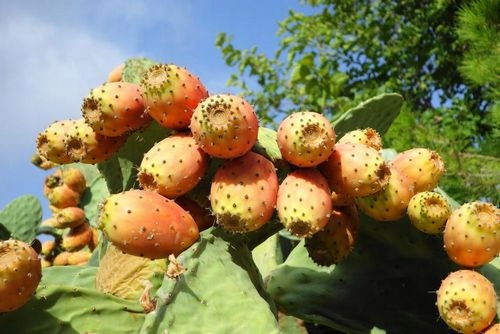 BIO Olej z OPUNCJI FIGOWEJ Anti-Age 30ml Moroko Marka inna marka