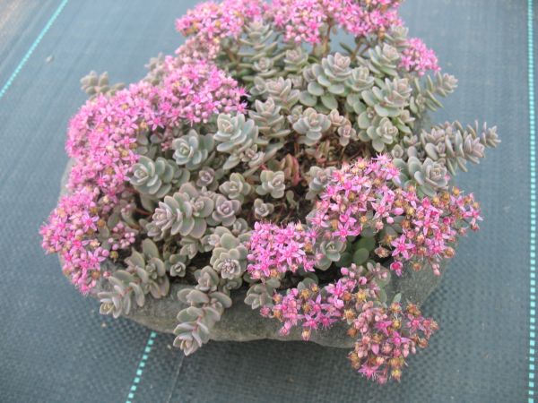 Rozchodnik NIEBIESKI o różowych kwiatach