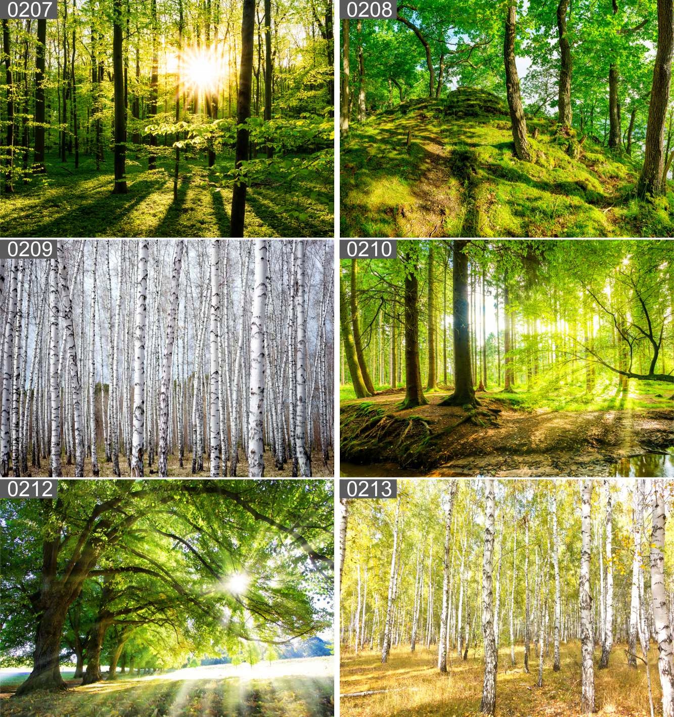 PLAKAT POSTER LAS NATURA MGŁA 70x50 MAX WYBÓR Tematyka pejzaże rośliny