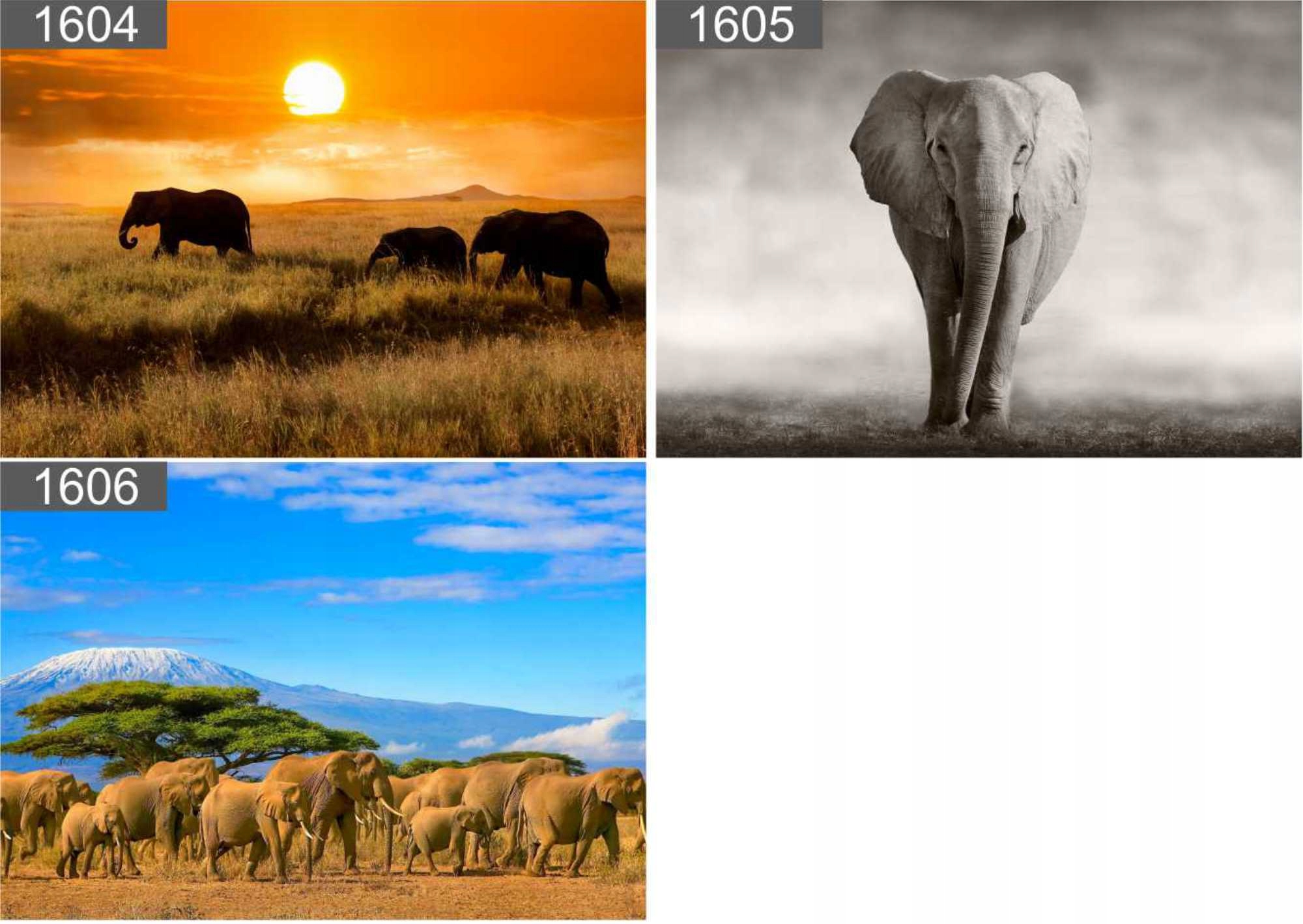 Plakat poster KOŃ KONIE MUNSTANG 100x70 max wybór Nazwa Plakat poster KOŃ KONIE MUNSTANG 100x70