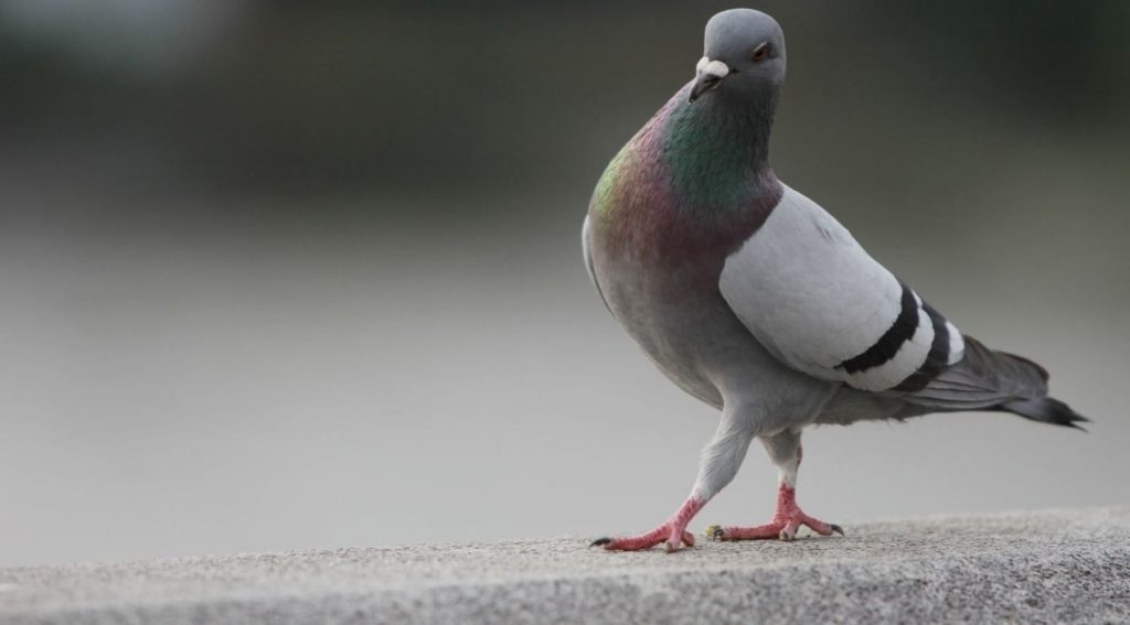 PROBIOTYK DLA GOŁĘBI 1L MIKROORGANIZMY Marka Doktor Animals