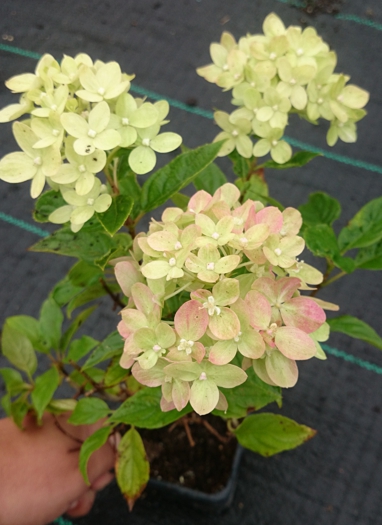 WSPANIAŁ HORTENSJA DIAMANTINO MINIATUROWA Rodzaj rośliny Hortensje