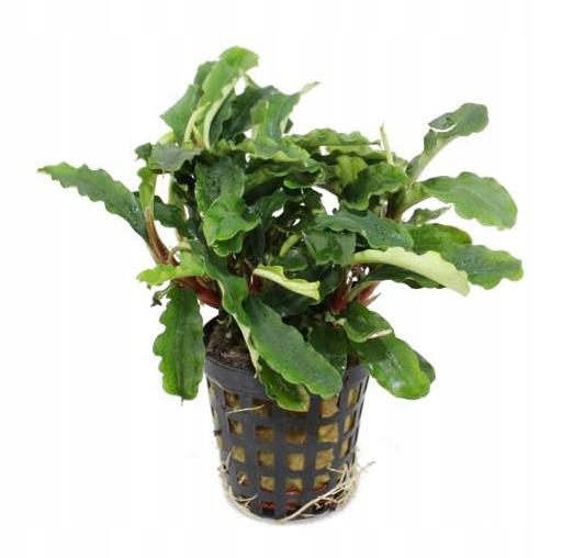 Bucephalandra green velvet KOSZYK Białystok saxon4