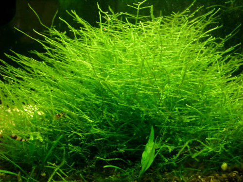 MECH Taiwan moss porcja