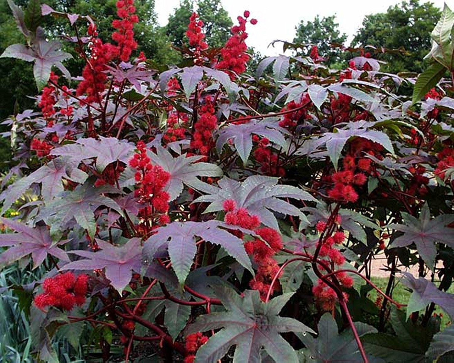 Purple castor bean plant