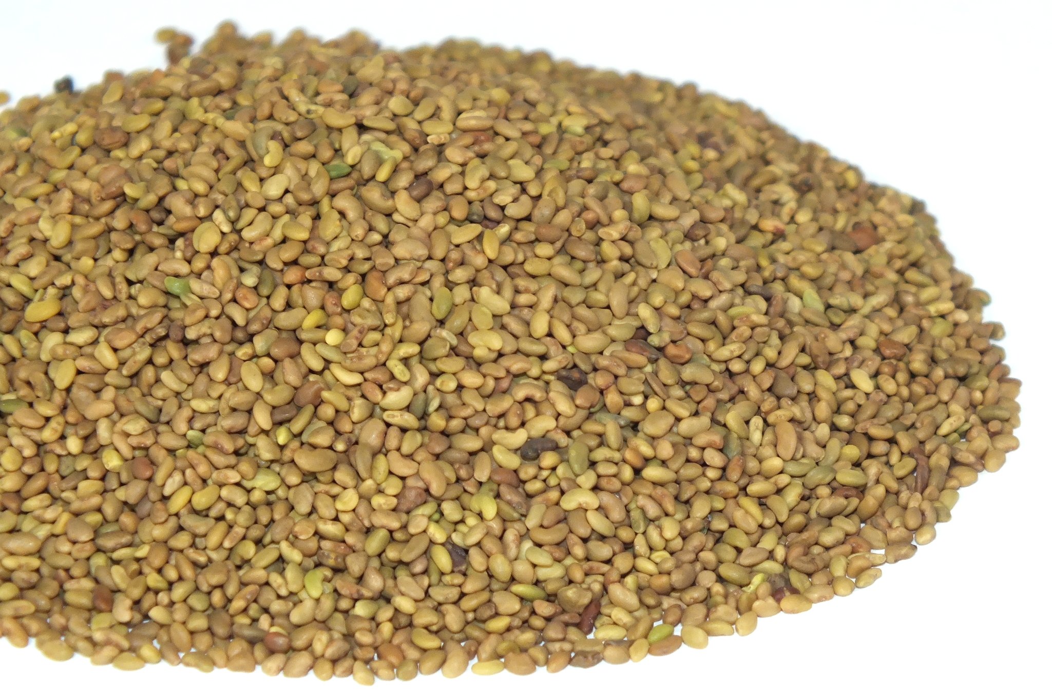Купить люцерну в краснодарском. Люцерна серповидная семена. Люцерна Вега 87. Семена трав: люцерна. Люцерна желтая семена.