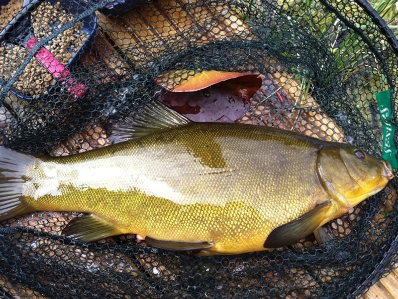 NIERDZEWNA PODPÓRKA TELESKOPOWA MISTRALL 53cm Marka Mistrall