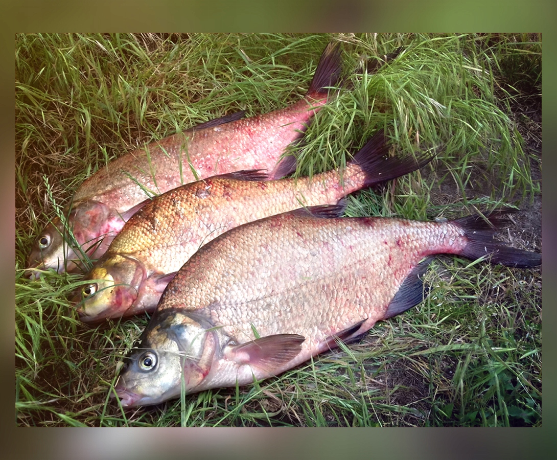 KASETA DO PODEST KOSZ MISTRALL 28,5cm x 41cm x 4cm Kod producenta AM-6009415