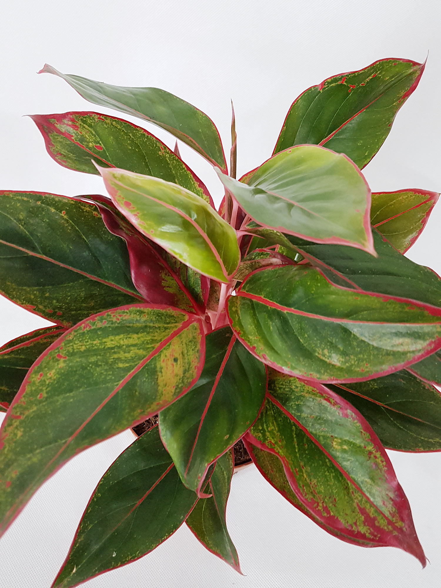  Aglaonema CRETE  40 cm 7276842387 oficjalne archiwum 