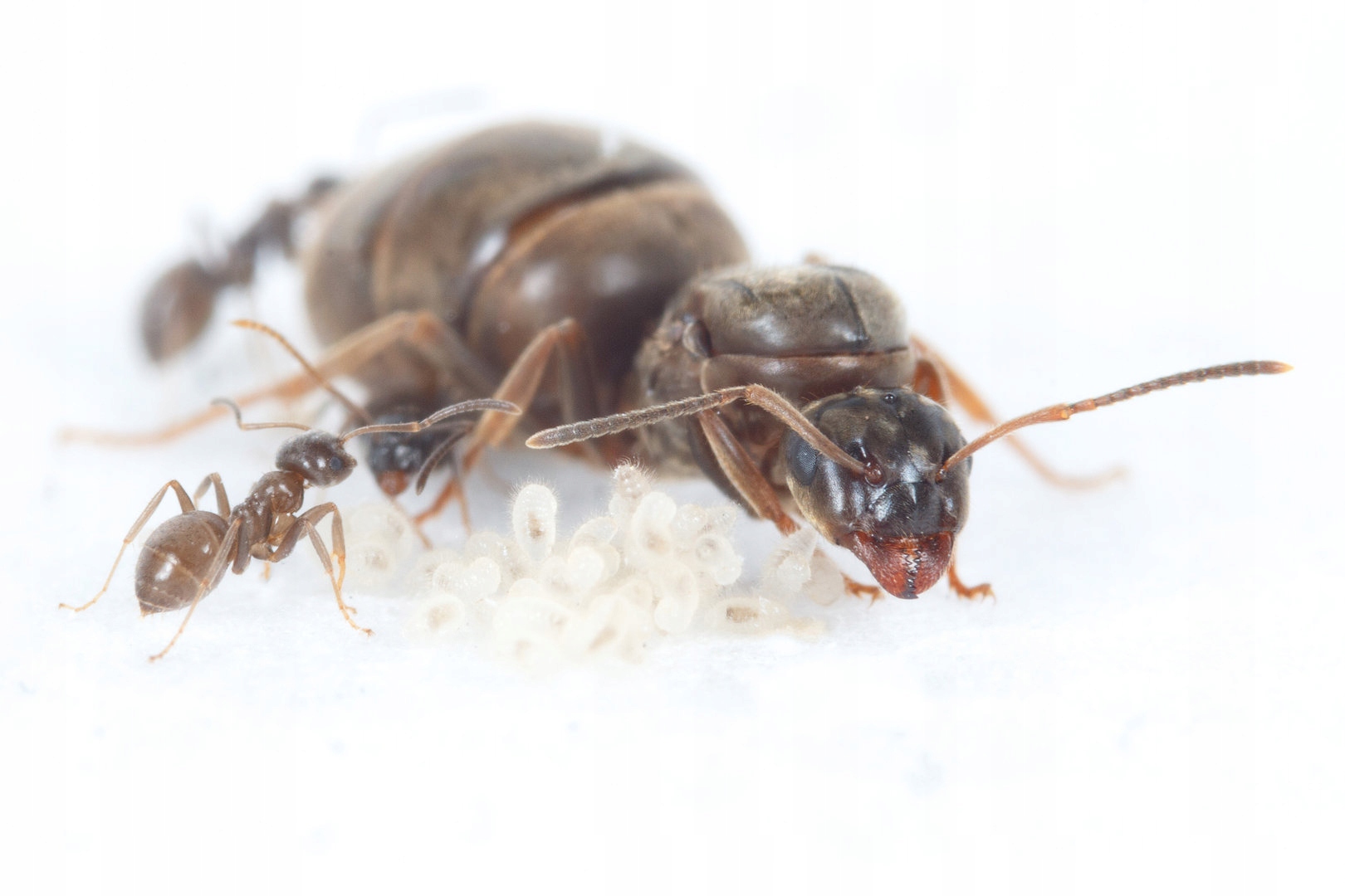 Муравьи матка муравьев. Черные садовые муравьи (Lasius Niger).. Матка лазиус нигер. Матка вида муравьев Lasius Niger. Матка муравья Lasius.