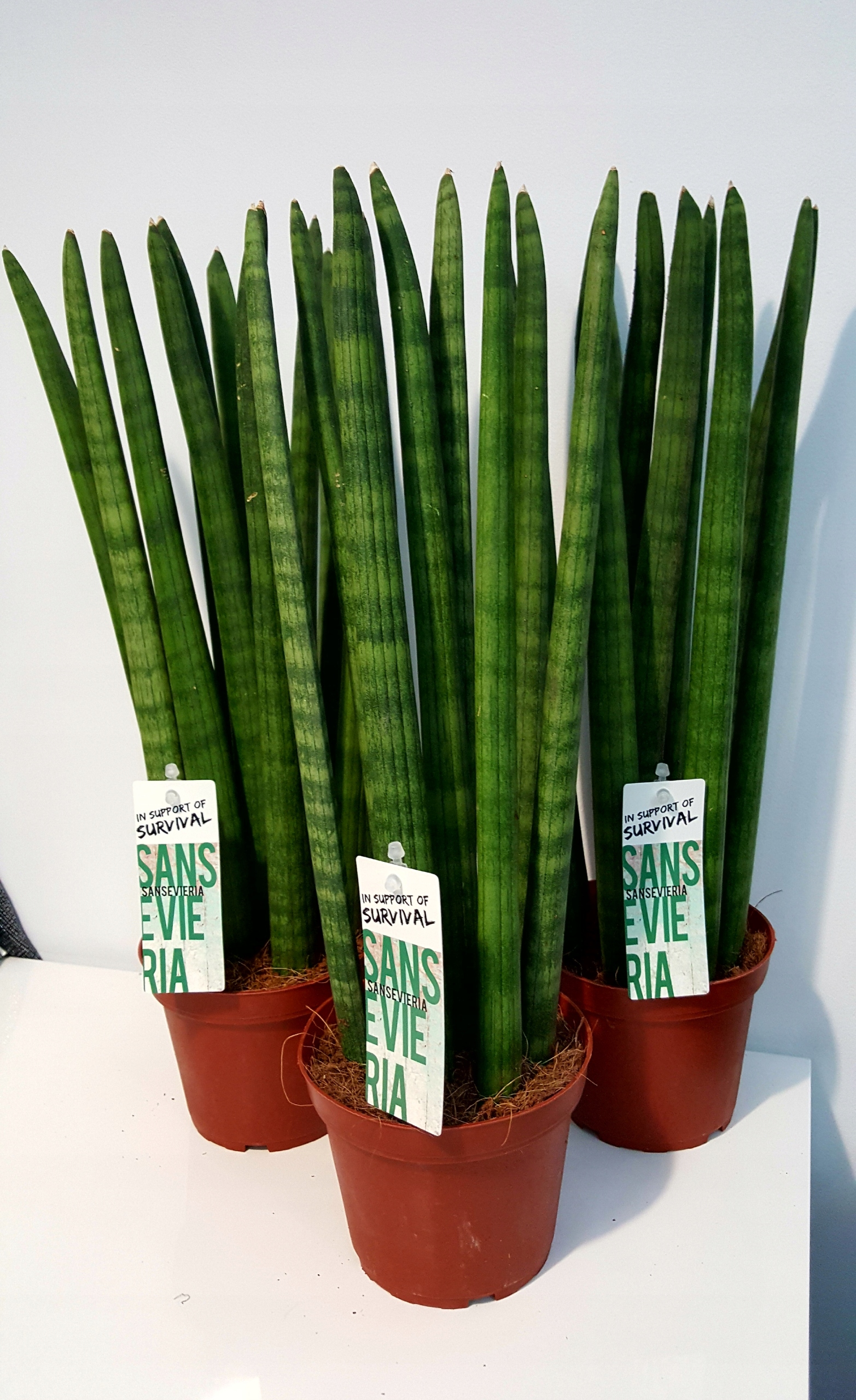 sansevieria