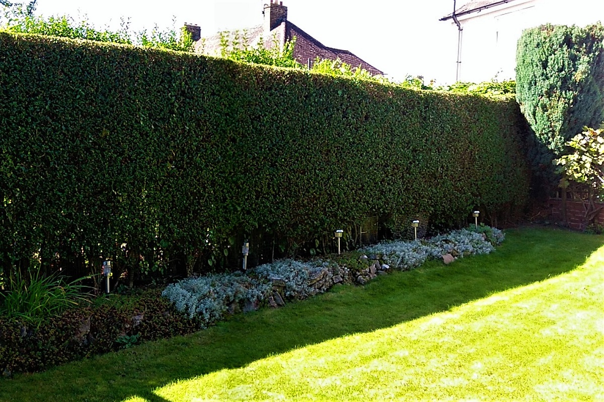 hedge 5