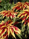 фото mini №6, Szarlat garden tricolor.