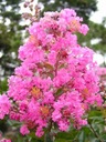 фото mini №8, Lagerstroemia indica color combination 20 seed