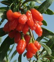 фото mini №14, Berries berry goji - kolcowoj red seed