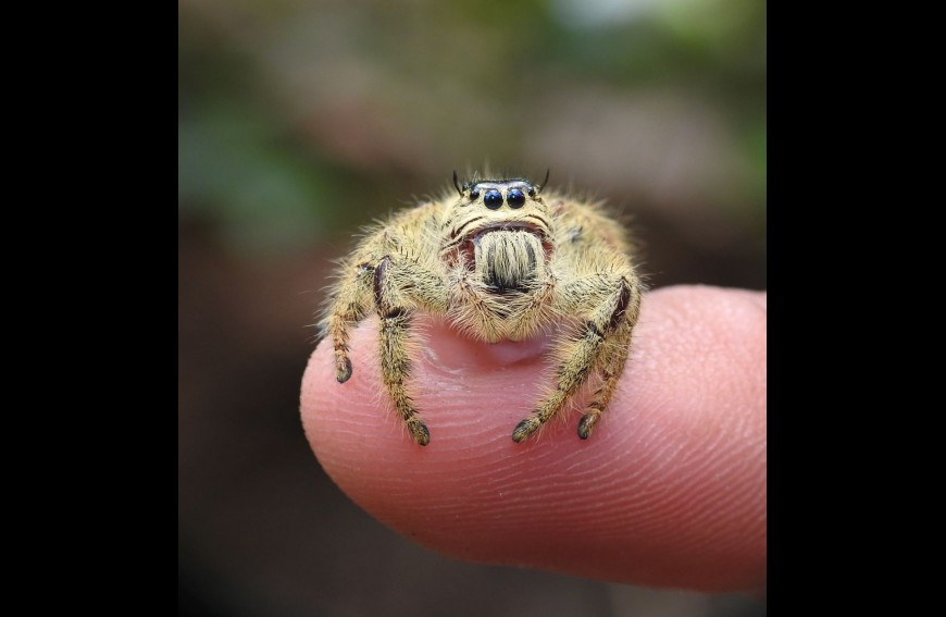 Hyllus giganteus Ogromny Skakun sub imago SPRAWDŹ