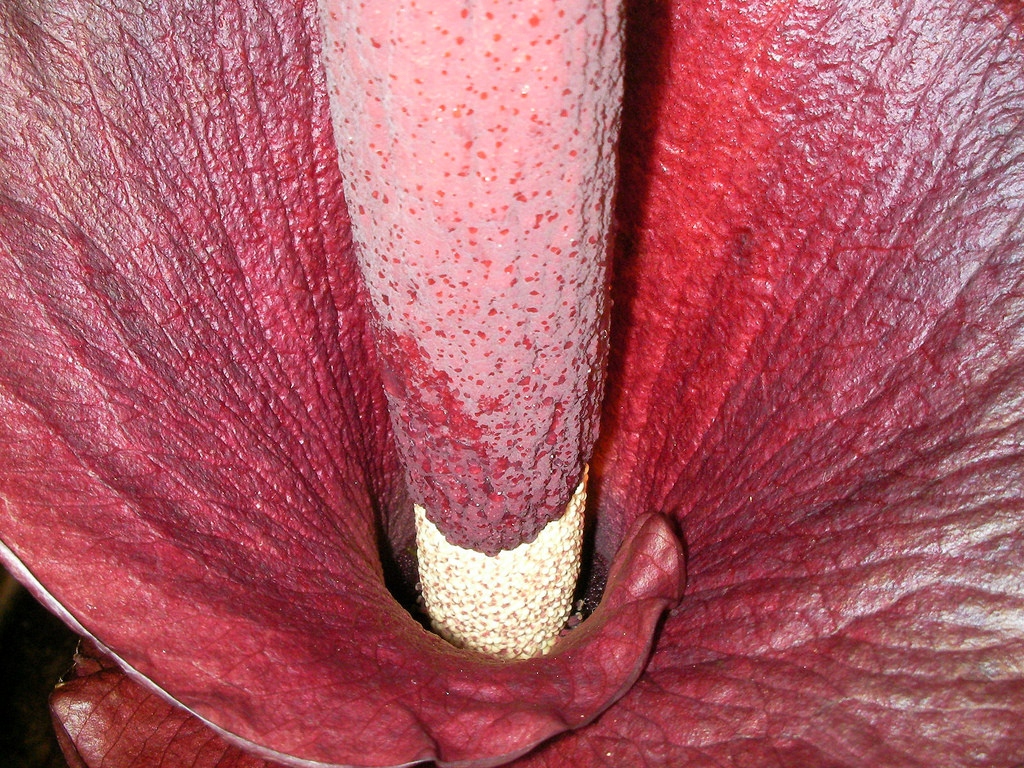 DIABELSKI JĘZOR Amorphophallus rivieri DZIWIDŁO