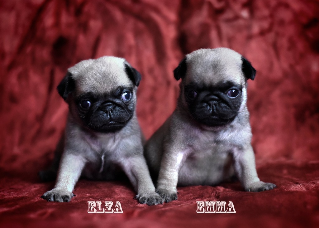 Mops, Mopsy, Mopsiki przepiękne szczeniaczki FCI 7157343802 oficjalne archiwum Allegro