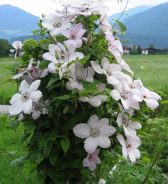   CLEMATIS -POWOJNIK- JAN PAWEŁ'II -OD ROSAPOL!!