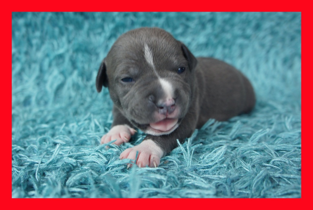 American Staffordshire Terrier, Amstaff Blue
