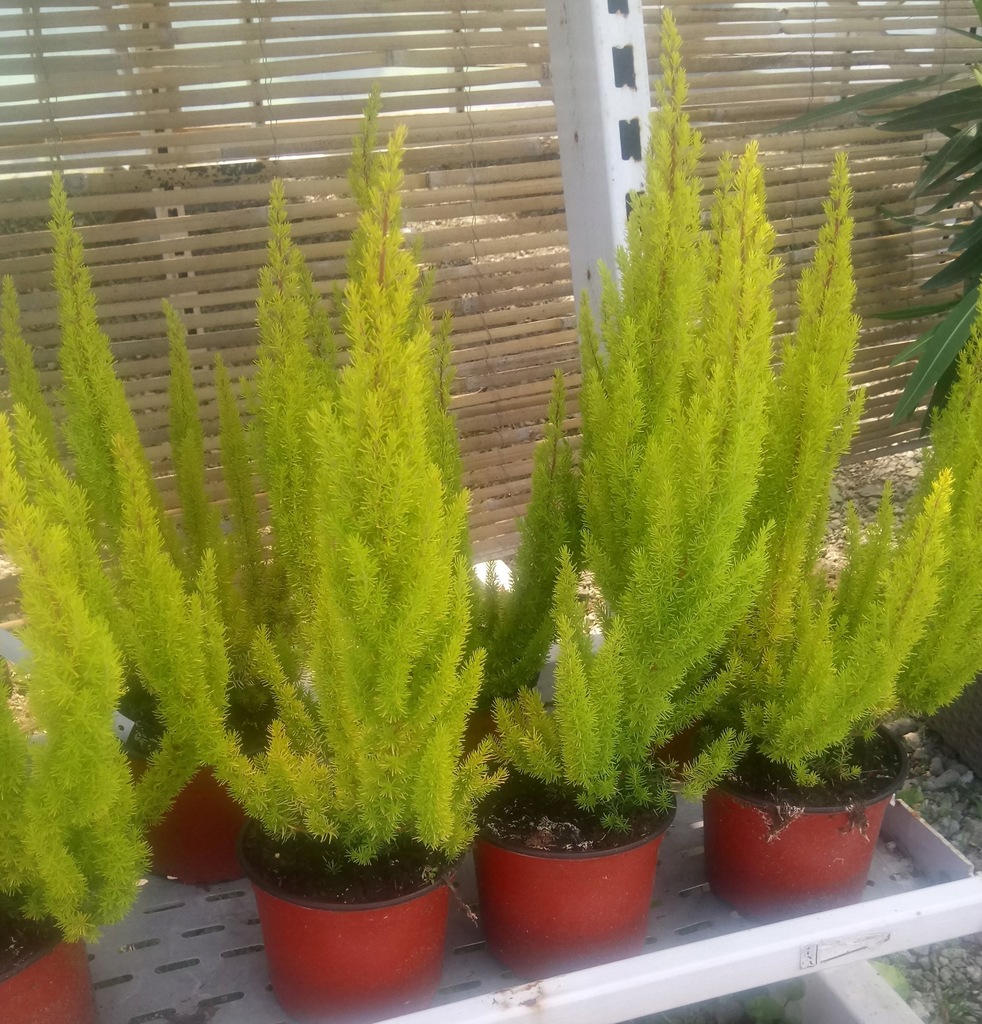wrzosiec drzewiasty 'Albert`s Gold' olbrzymi