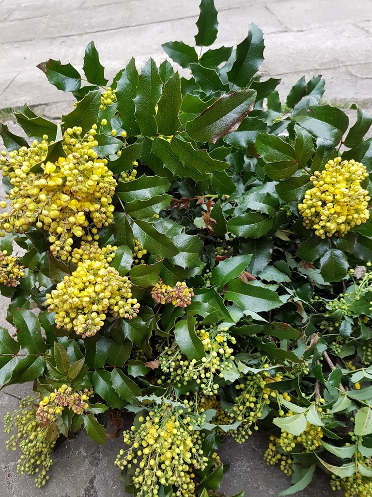 Mahonia pospolita piękne sadzonki 10-25cm OKAZJA!