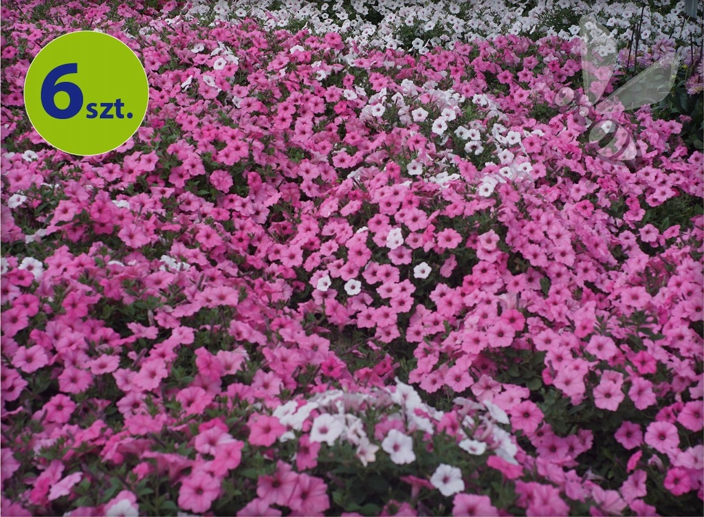 Supertunia Vista Bubblegum 6 sztuk