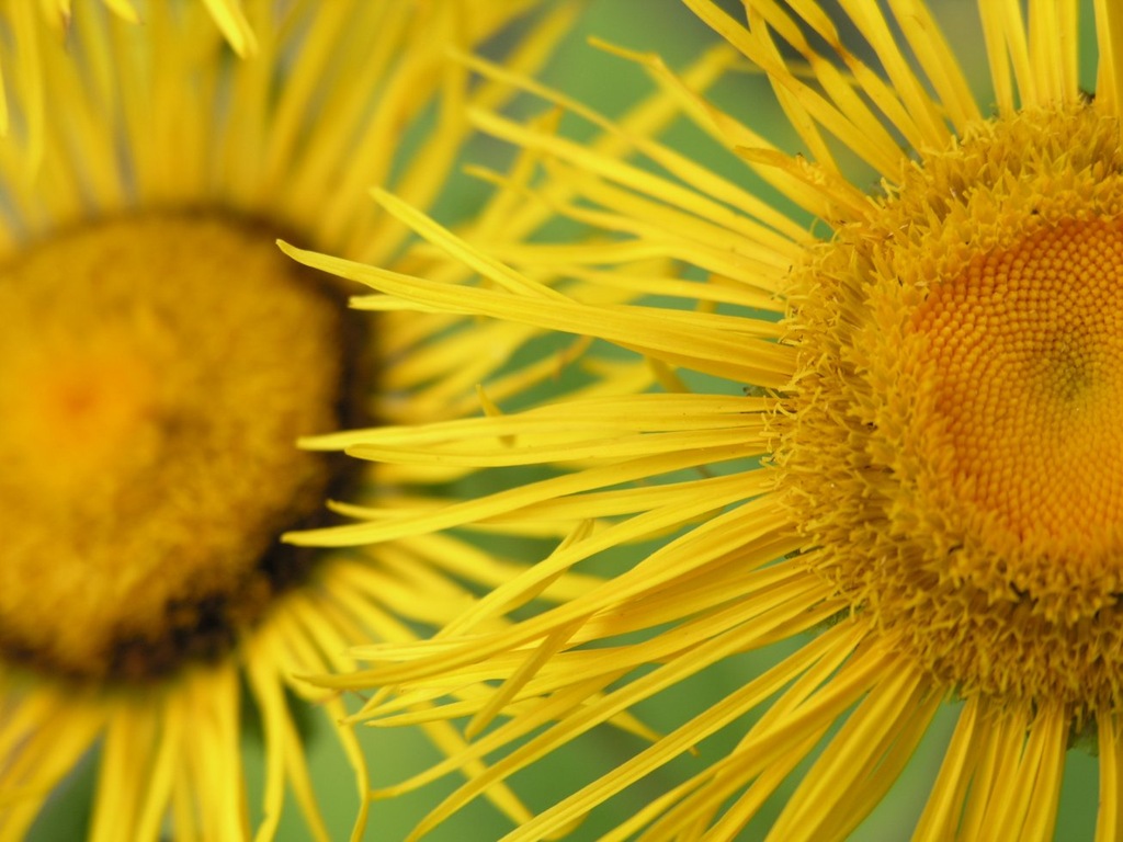 Oman wielki (Inula helenium) Sadzonka