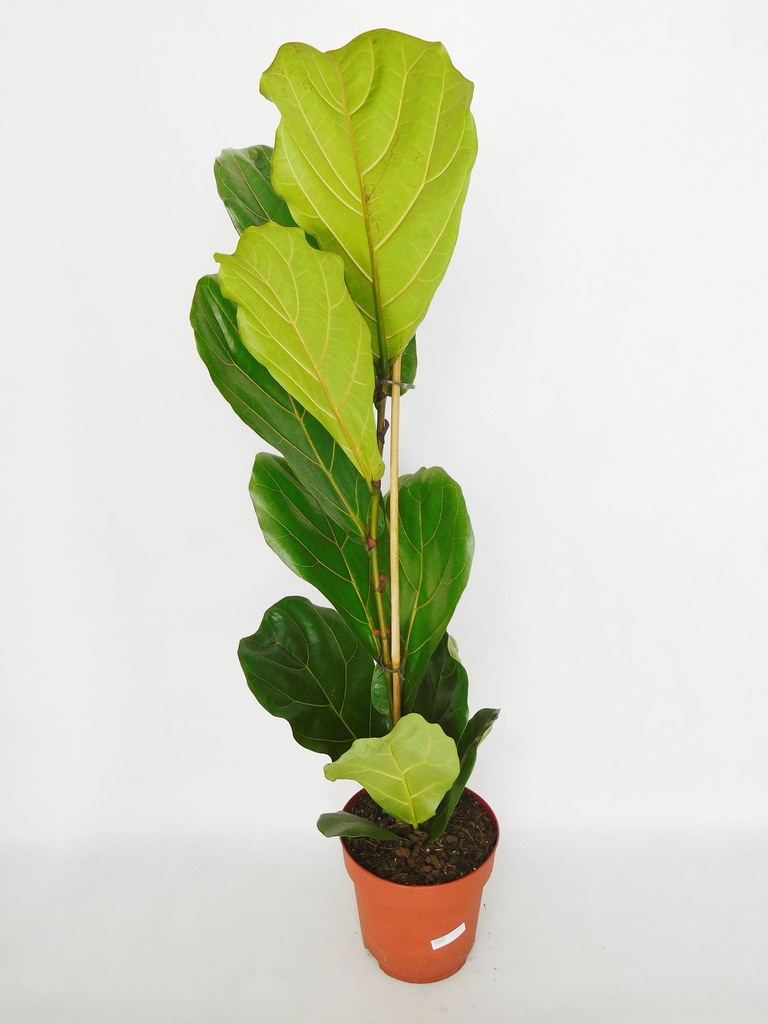 Fikus Ficus Figowiec LYRATA DĘBOLISTNY 110cm