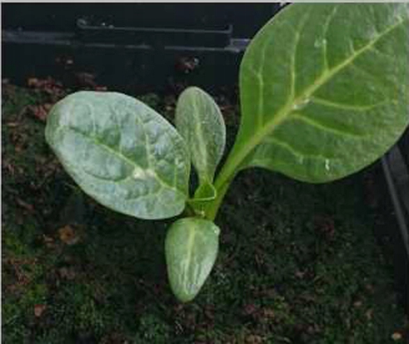 Mandragora Jesienna M. autumnalis Sadzonka NOWOŚĆ
