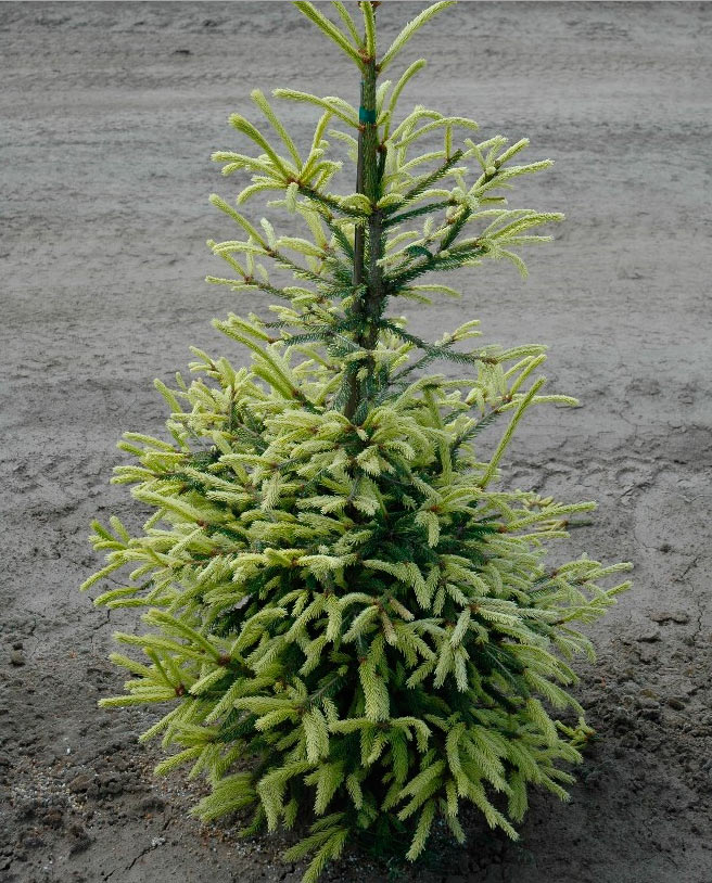 Picea abies 'Argenteospicata' Świerk pospolity XL