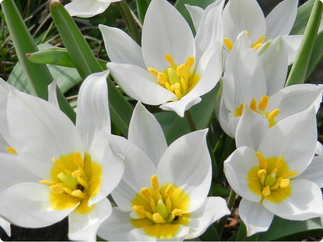 TULIPAN BOTANICZNY POLYCHROMA 5 szt
