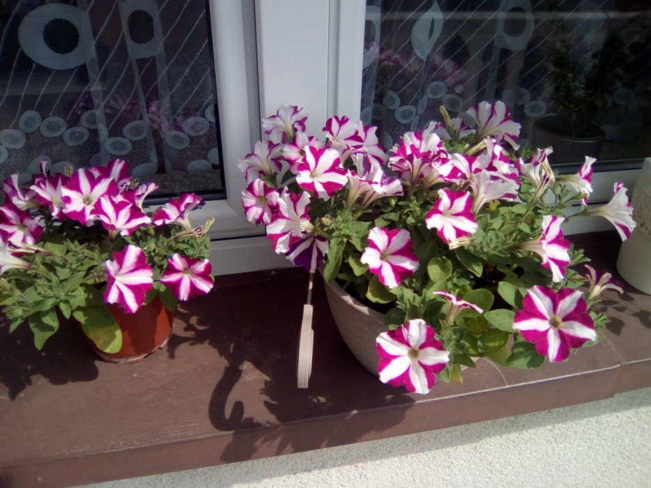 Surfinie kwiaty balkon dużo odmian