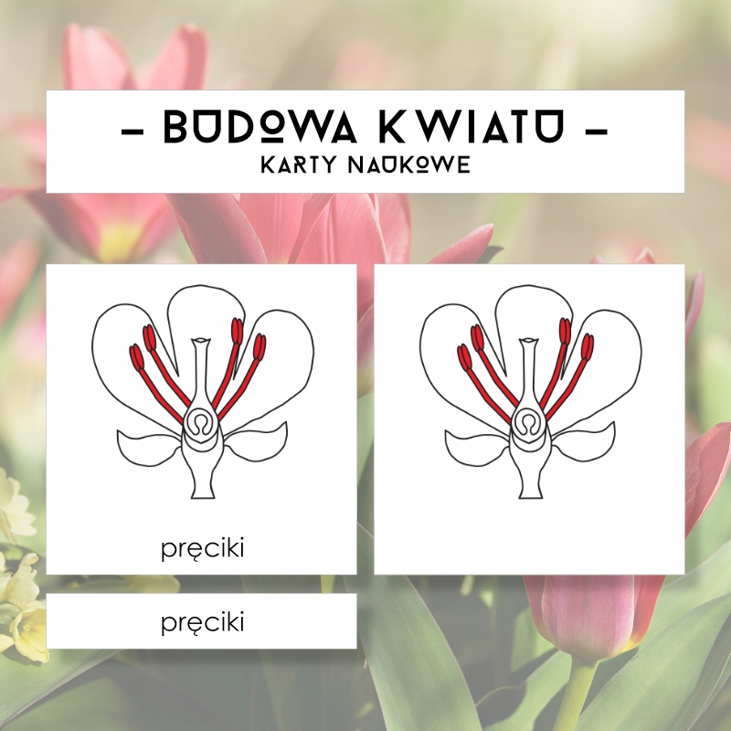 Budowa kwiatu- Karty naukowe Montessori PDF