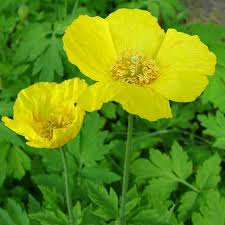 Mekonops walijski * meconopsis cambrica* nasiona