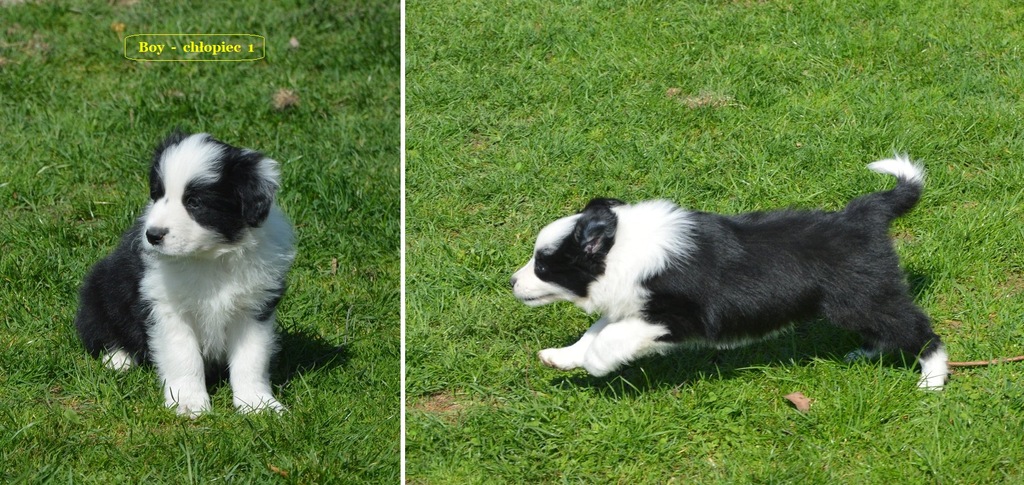 żywe zwierzęta psy border collie