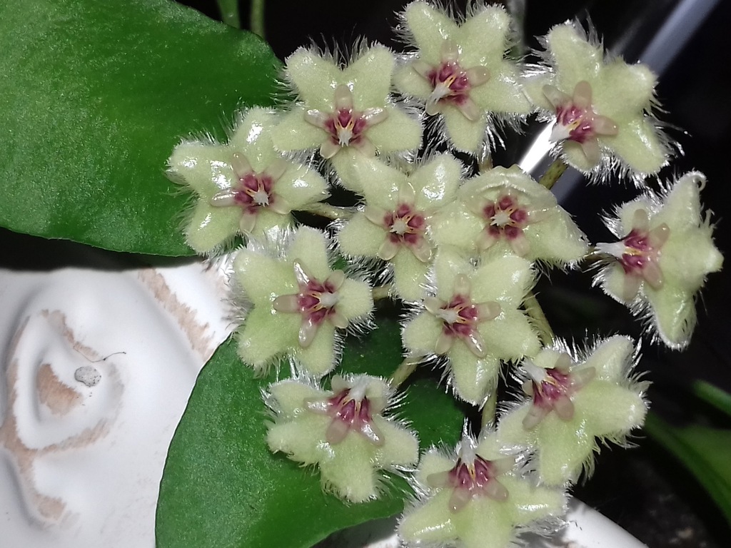 Hoya soidaoensis sadzonka cięta
