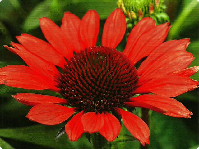 ECHINACEA JEŻÓWKA RED MAGNUS 1 szt