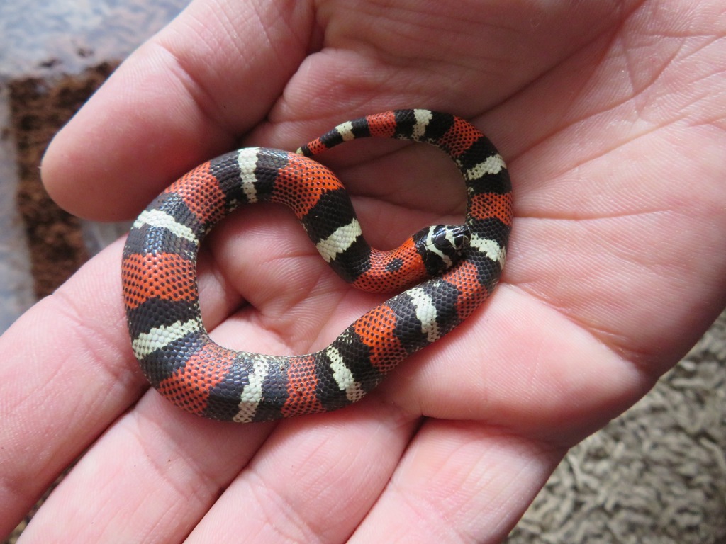 Tri-kolor Heterodon          Lystrophis pulcher