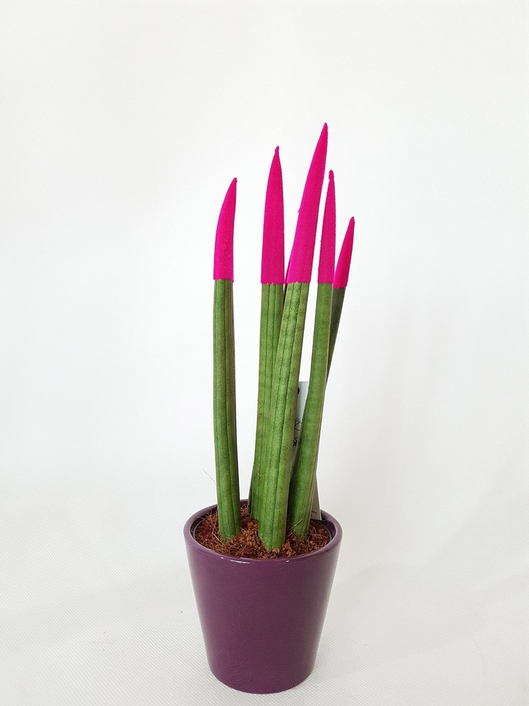 SANSEWIERIA CYLINDRICA - KOLOROWA WĘŻOWNICA 30cm