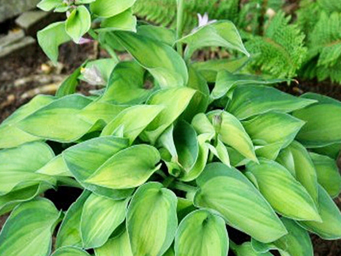 HOSTA FUNKIA Tick Tock #SADZONKA W DONICZCE