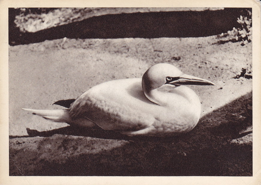 ŁOTWA - RYGA - ZOO - GŁUPTAK ZWYCZAJNY - PTAK