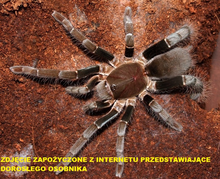 H. gigas L4-5, PAJĄK, PTASZNIK, GRATIS