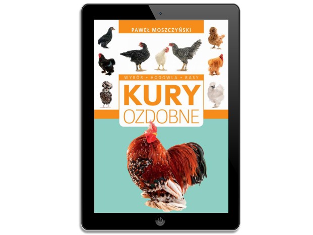 Kury ozdobne. Paweł Moszczyński