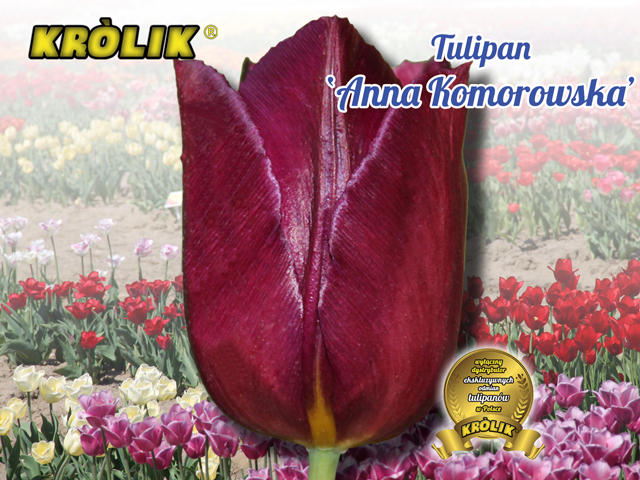 Tulipan Anna Komorowska 1 szt cebulki kwiatowe