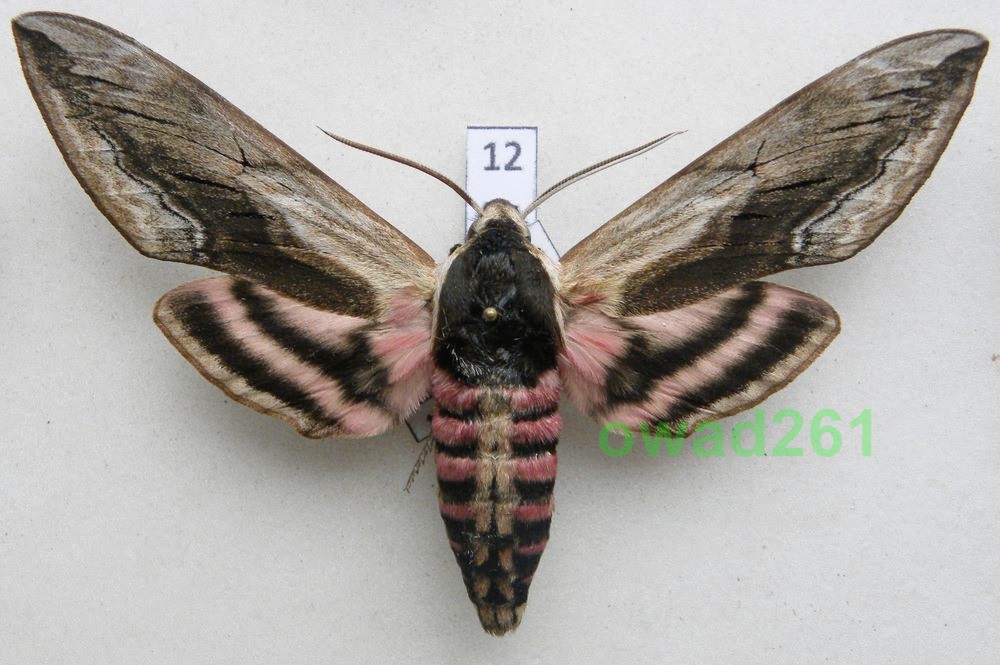 Sphinx ligustri Zawisak tawulec 88mm12